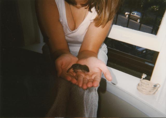 Splinter the baby rat