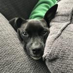 2017-12-25 Christmas smoosh