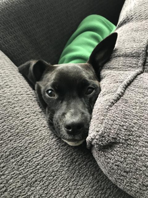 2017-12-25 Christmas smoosh