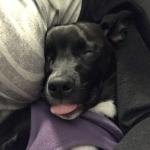 2018-01-25 sleeping with tongue out