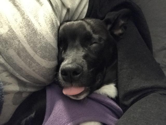 2018-01-25 sleeping with tongue out