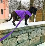 2018-01-19 fence walker