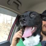 2018-02-01 happy car doggo