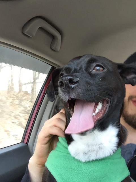 2018-02-01 happy car doggo