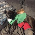 2018-03-06 dominant animal