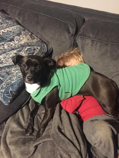 2018-03-06 dominant animal