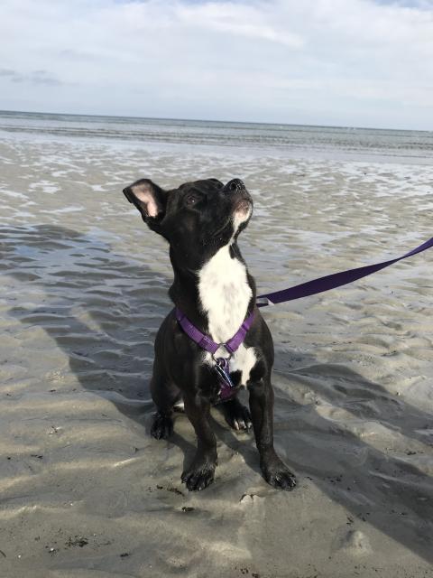 2018-02-21 first beach trip - Wingaersheek