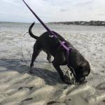 2018-02-21 first beach trip digging