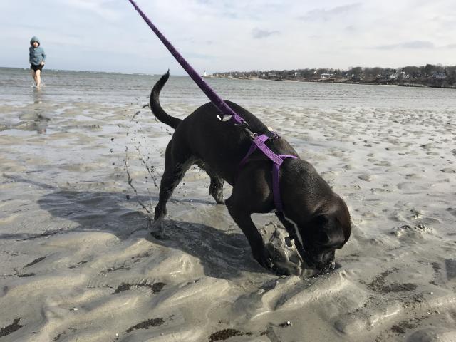 2018-02-21 first beach trip digging