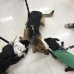 2018-03-17 Lana at dog class with Gunner and Luna