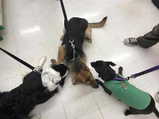 2018-03-17 Lana at dog class with Gunner and Luna