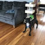 2018-03-23 looks like a Staffie