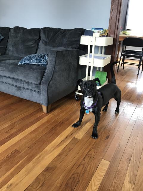 2018-03-23 looks like a Staffie