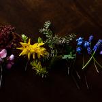 DSC_0001Galusirainbowedit