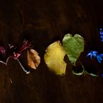 DSC_0008RoryRainbowedit