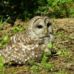 Portland - baby owl 2