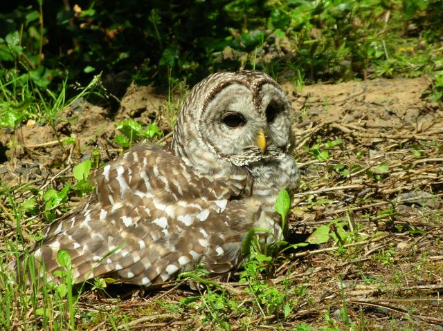 Portland - baby owl 2