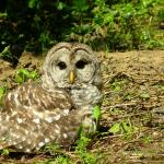 Portland - baby owl 3