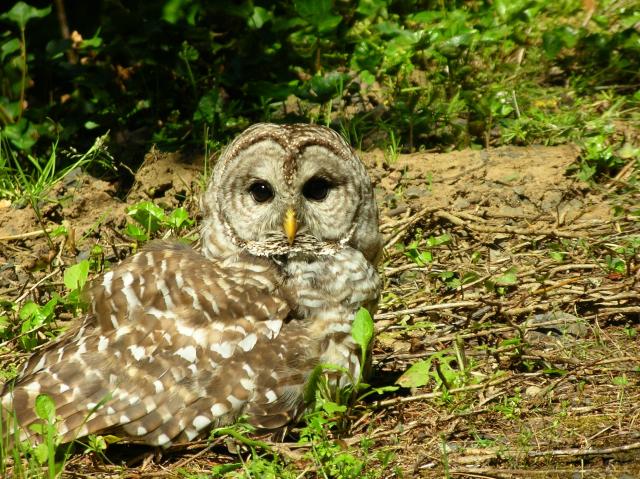 Portland - baby owl 3