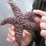 Portland - close up sea star