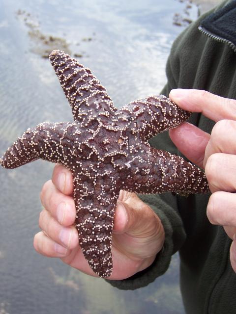 Portland - close up sea star