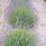 Portland - lavender up close