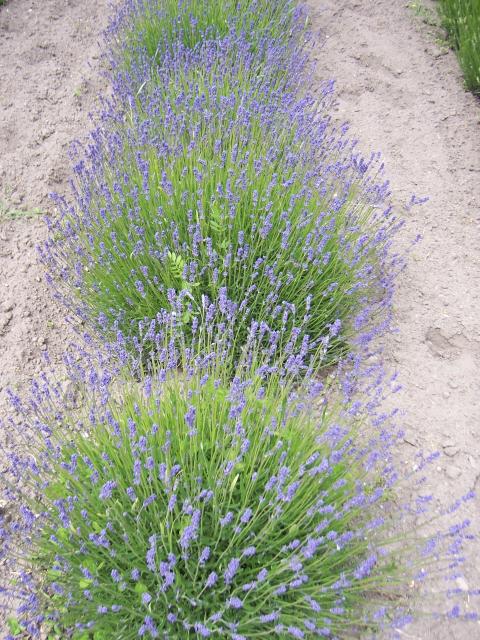 Portland - lavender up close
