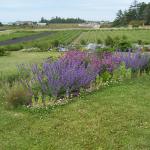 Portland - Lavender Winds Farm