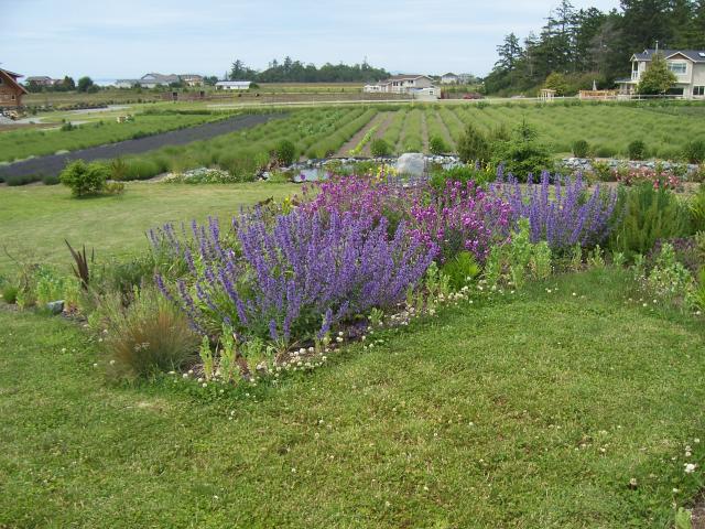 Portland - Lavender Winds Farm