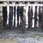 Portland - muscles...tons of them, everywhere