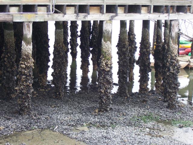 Portland - muscles...tons of them, everywhere