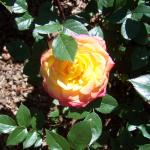 Portland - one of my favorites