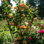 Portland - pretty roses everywhere!