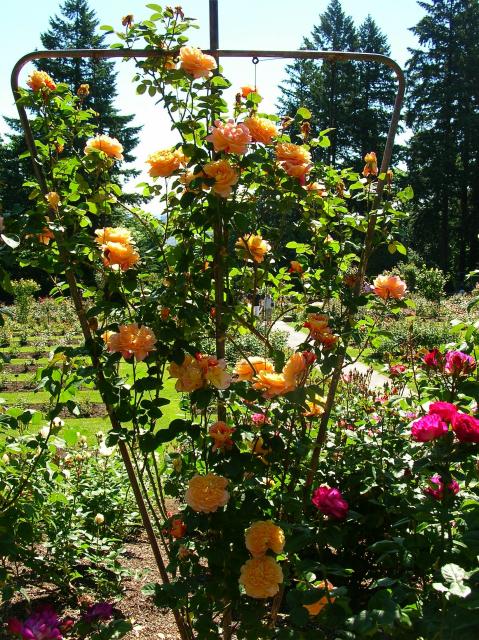 Portland - pretty roses everywhere!