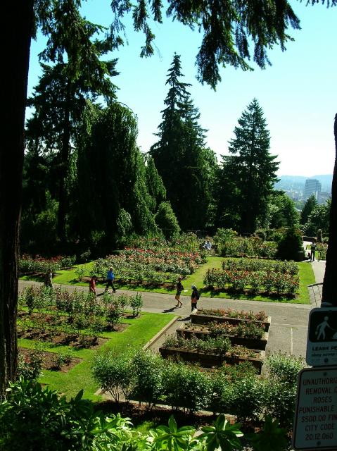 Portland - rose gardens