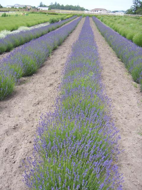 Portland - rows of lavender