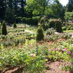 Portland - so many roses!