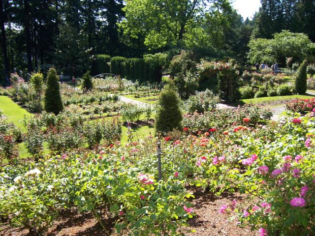 Portland - so many roses!