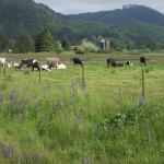 Portland - Tilamook County cows