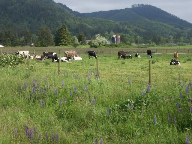 Portland - Tilamook County cows