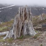Portland - tree blown away by the blast