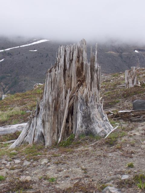 Portland - tree blown away by the blast