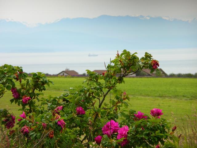 Portland - view from lavendar farm