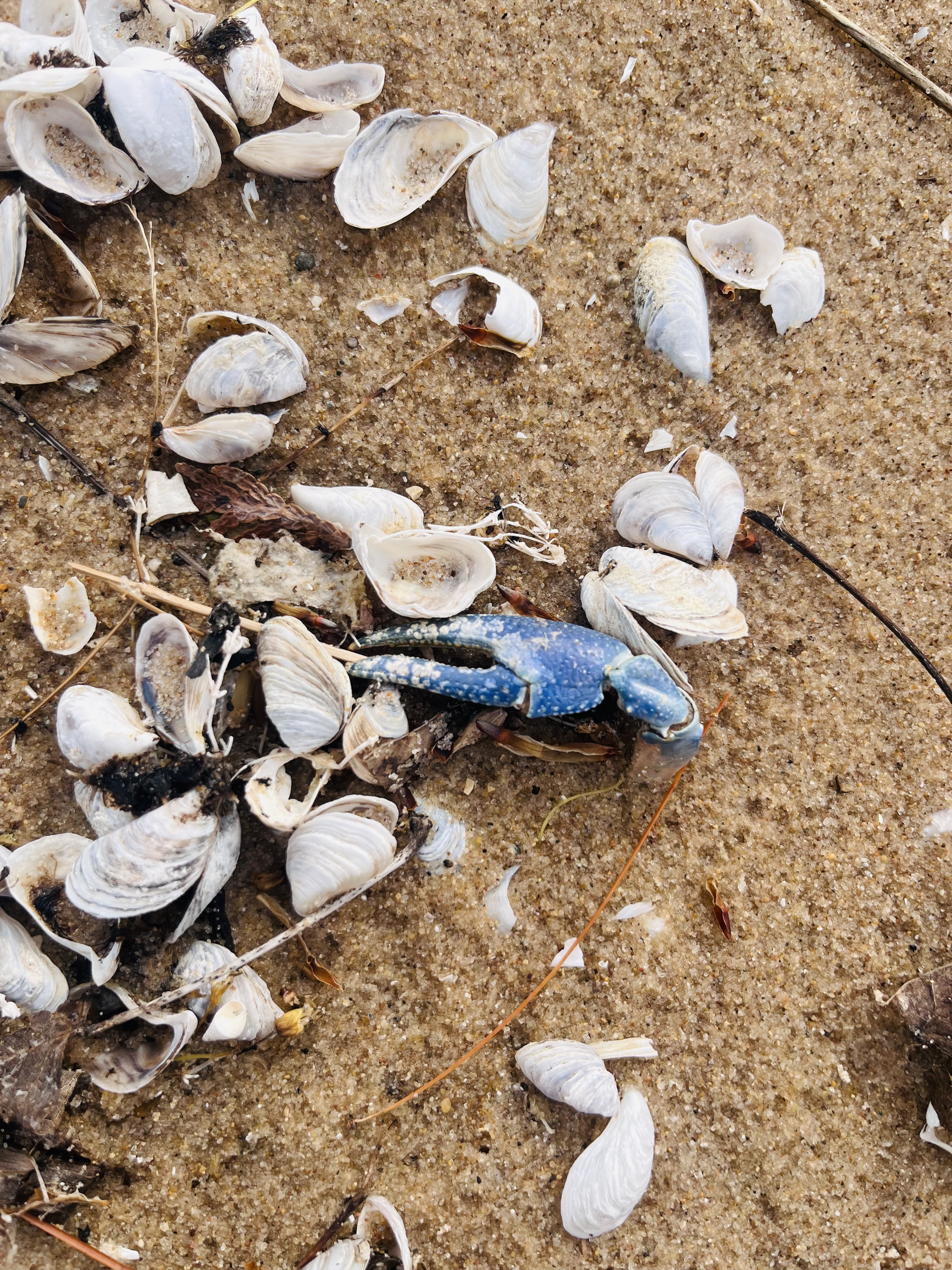 2025-05-20 08.59.12-1