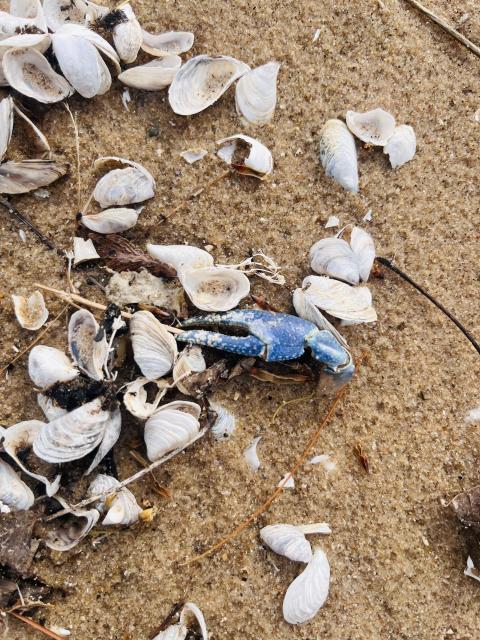 2025-05-20 08.59.12-1