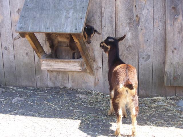 baby goat hiding