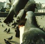 pigeons on my arm, Trafalgar Square