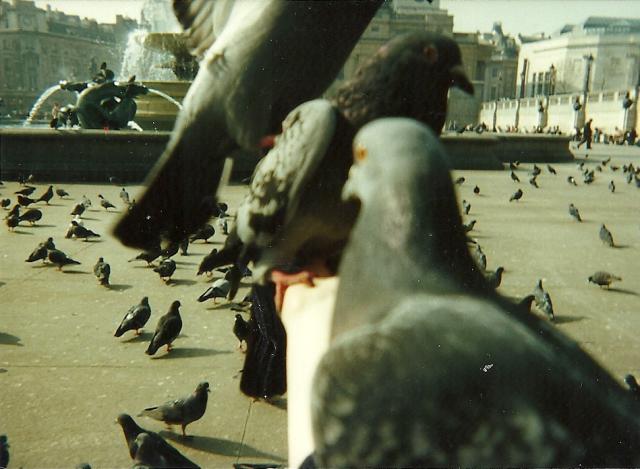 pigeons on my arm, Trafalgar Square