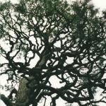 awesome tree at Tea Gardens