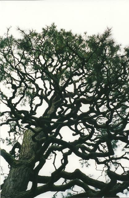 awesome tree at Tea Gardens